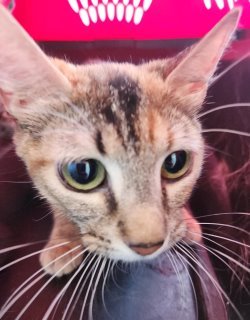 Nova*, an adoptable Domestic Short Hair in Kingman, AZ, 86401 | Photo Image 1