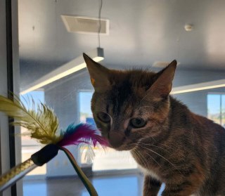 Nova*, an adoptable Domestic Short Hair in Kingman, AZ, 86401 | Photo Image 2