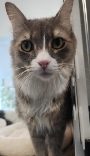 Essa*/cowboy, an adoptable Domestic Long Hair in Kingman, AZ, 86401 | Photo Image 1