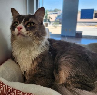 Essa*/cowboy, an adoptable Domestic Long Hair in Kingman, AZ, 86401 | Photo Image 2