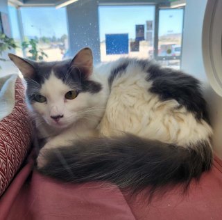 Scrump, an adoptable Domestic Medium Hair in Kingman, AZ, 86401 | Photo Image 1