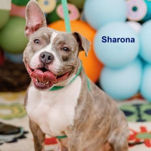 Sharona, Adult Female unknown