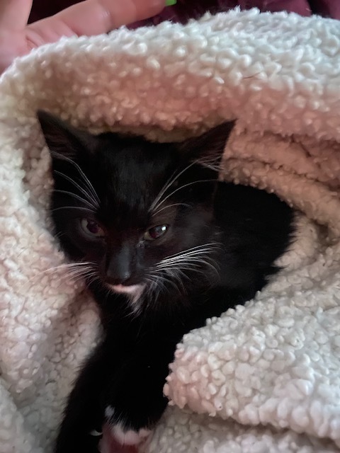 Dell, an adoptable Domestic Short Hair in Boone, CO, 81025 | Photo Image 1