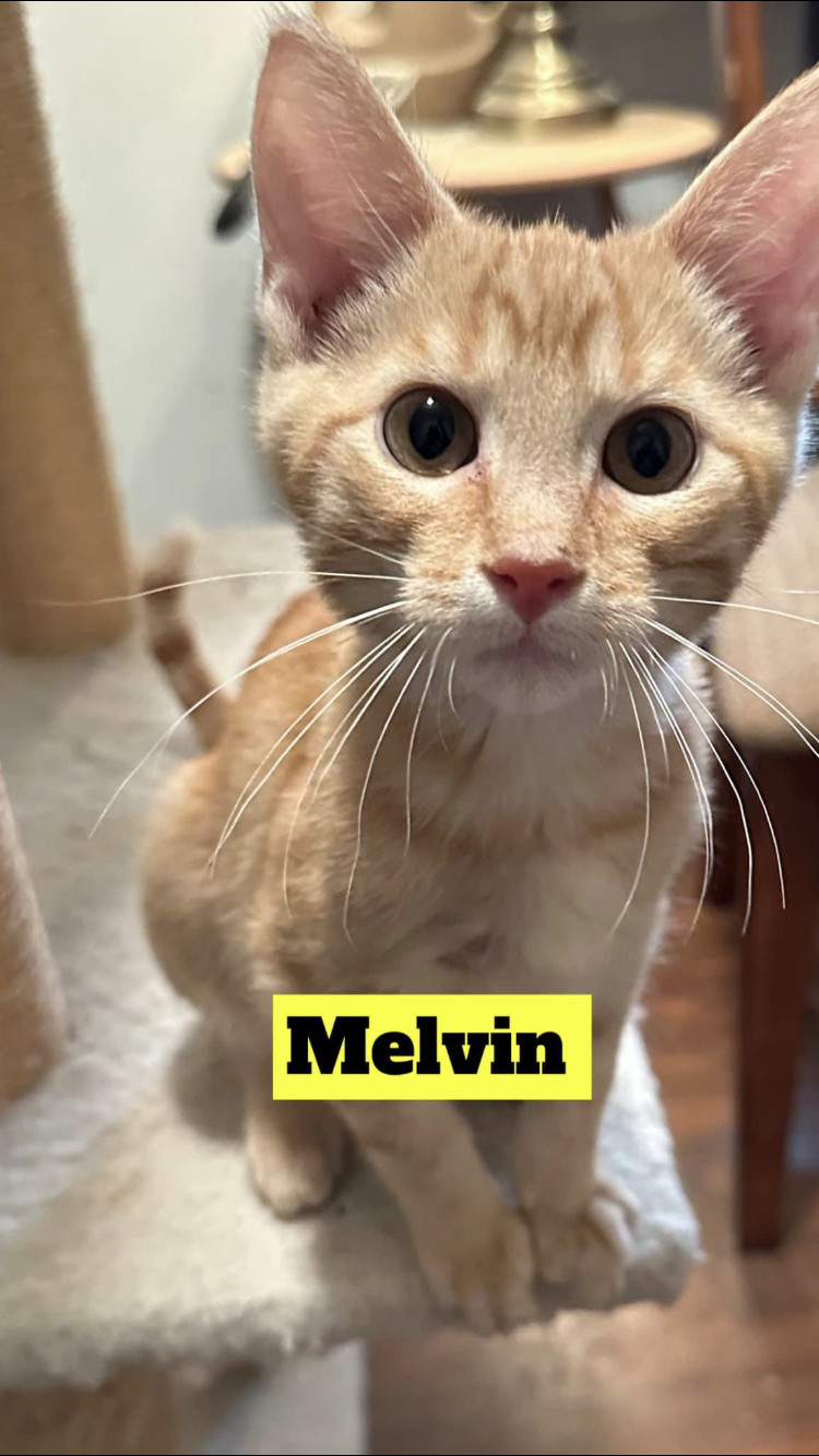 Melvin, an adoptable Domestic Short Hair in Mitchell, SD, 57301 | Photo Image 1