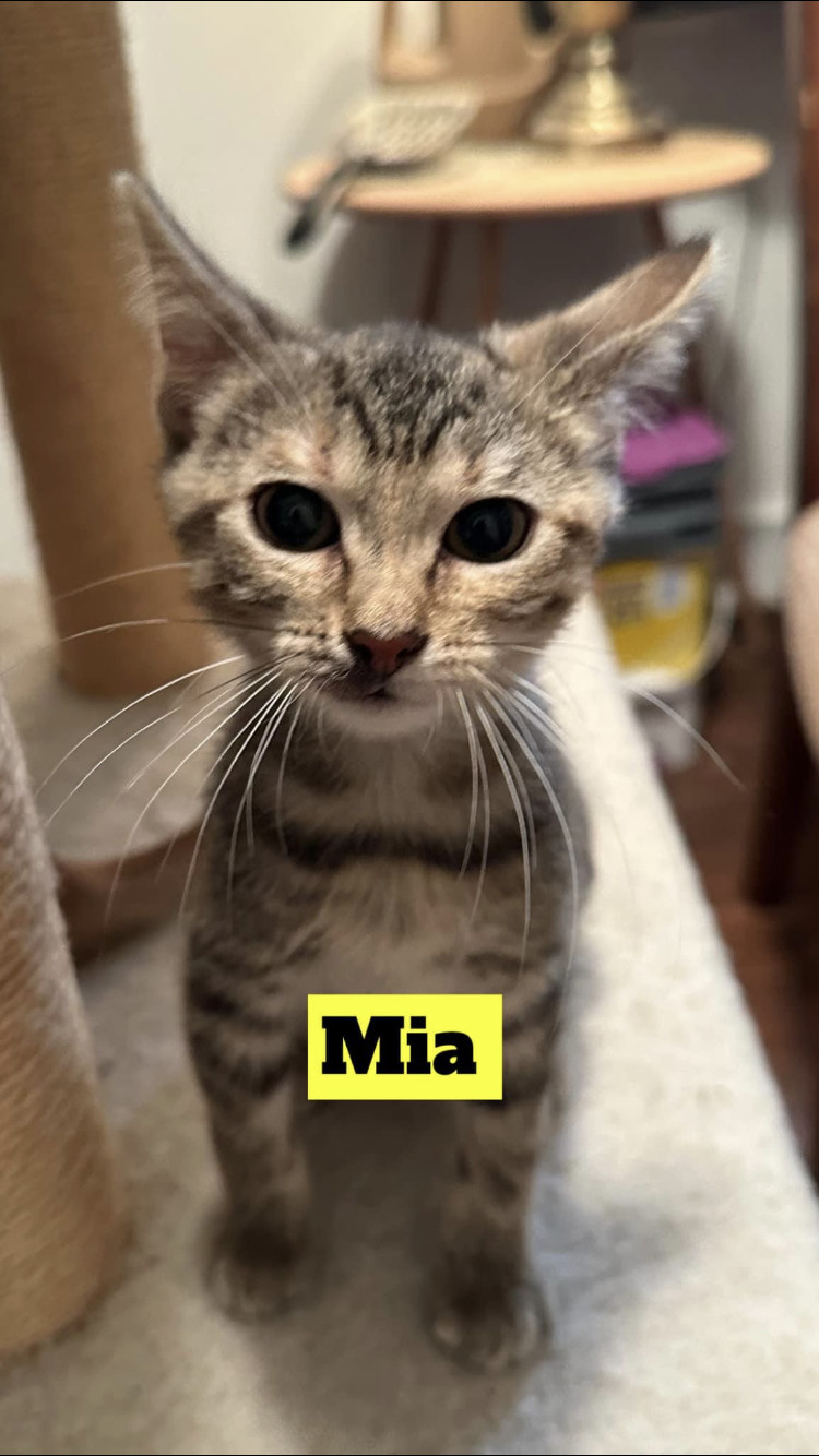 Mia, an adoptable Domestic Short Hair in Mitchell, SD, 57301 | Photo Image 1