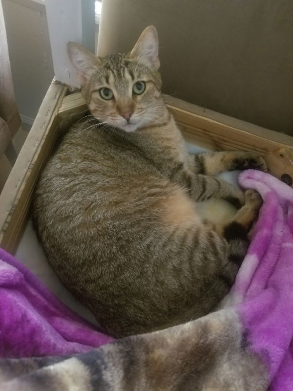 Conan, an adoptable Tabby, Domestic Short Hair in Pineville, LA, 71361 | Photo Image 2