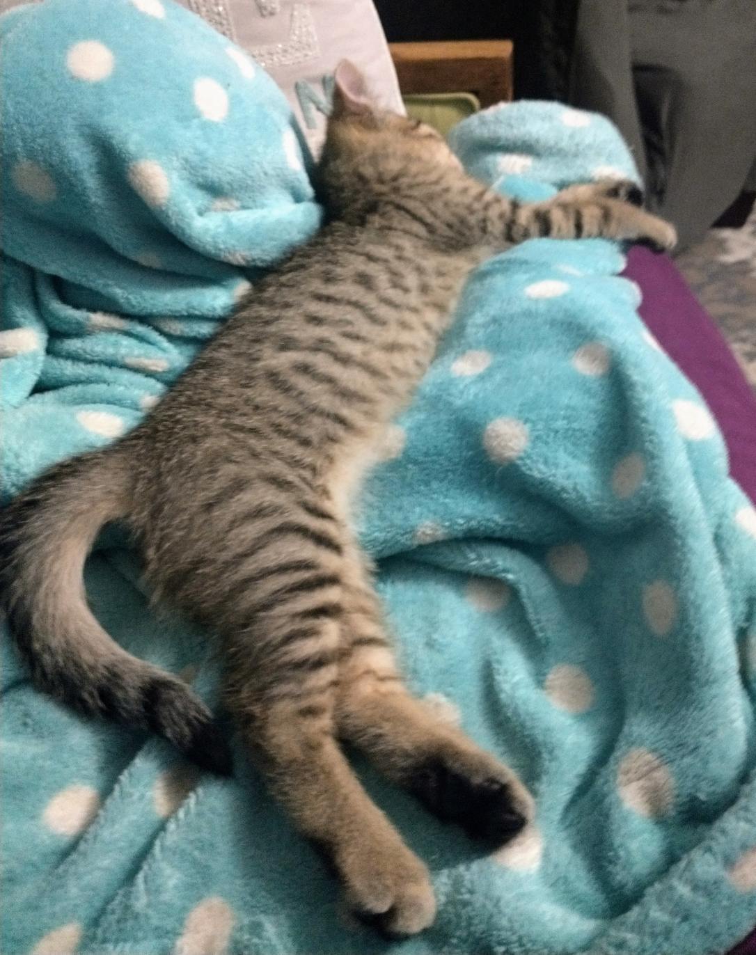 Conan, an adoptable Tabby, Domestic Short Hair in Pineville, LA, 71361 | Photo Image 3