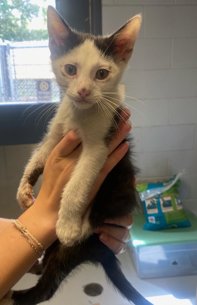 Bop, an adoptable Domestic Short Hair in Greenwood, MS, 38930 | Photo Image 1