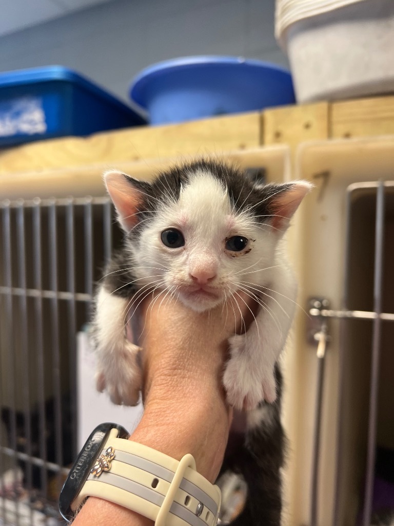 Bop, an adoptable Domestic Short Hair in Greenwood, MS, 38930 | Photo Image 2