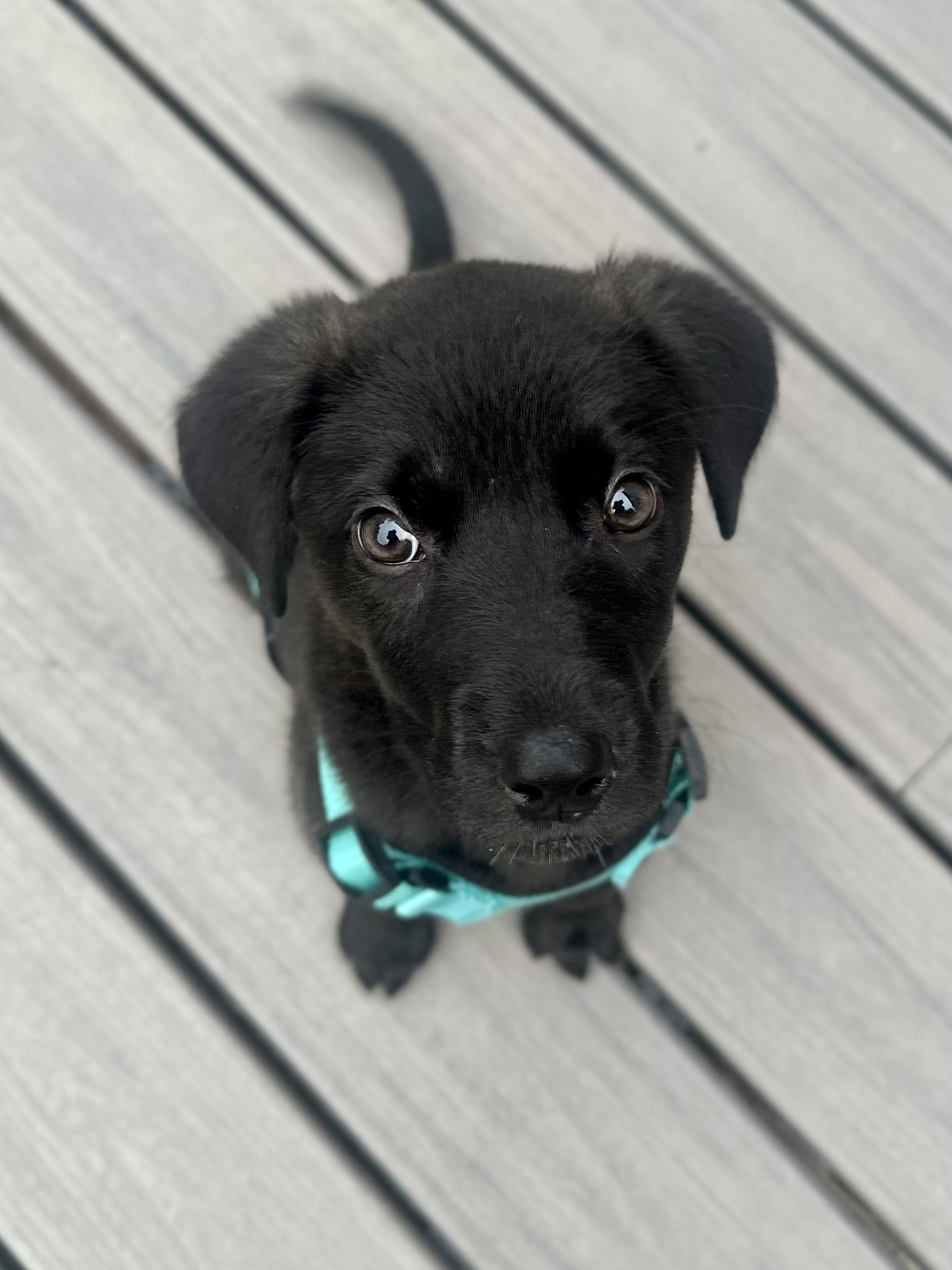 Sophie, an adoptable Labrador Retriever in Wasilla, AK, 99654 | Photo Image 1