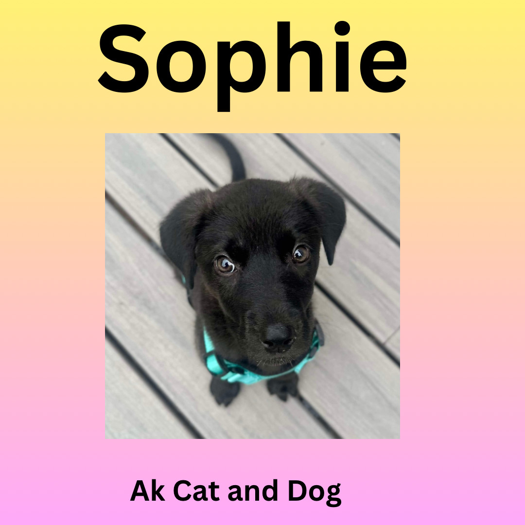 Sophie, an adoptable Labrador Retriever in Wasilla, AK, 99654 | Photo Image 2