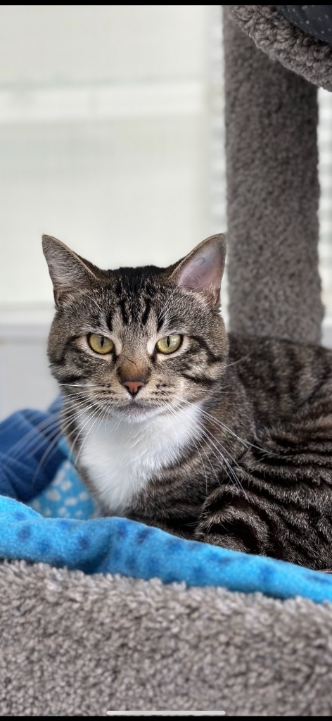 Ishmae, an adoptable Domestic Short Hair in Brookings, OR, 97415 | Photo Image 1