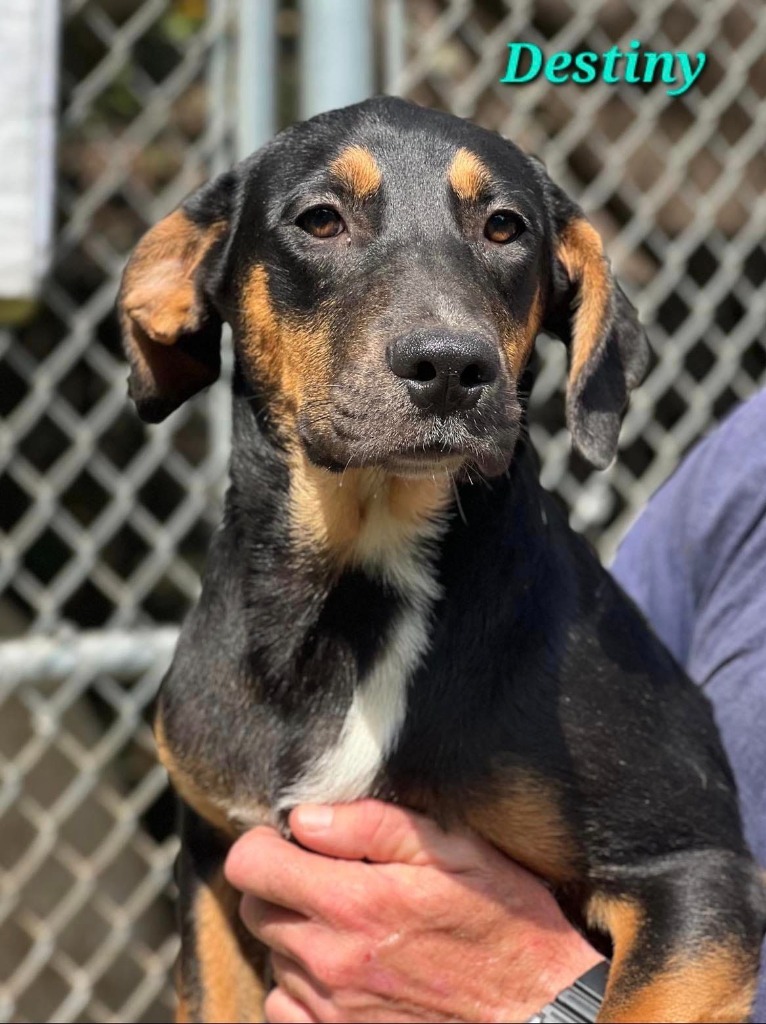 Destiny, an adoptable Hound in Hartsville, SC, 29550 | Photo Image 1