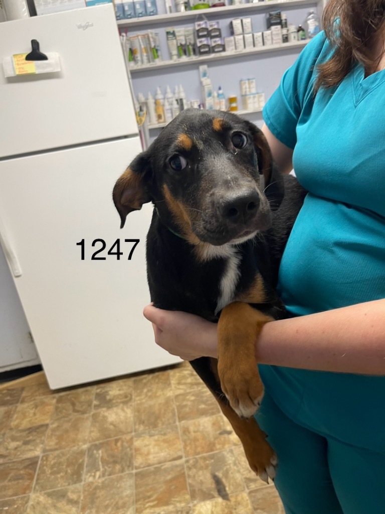 Destiny, an adoptable Hound in Hartsville, SC, 29550 | Photo Image 2