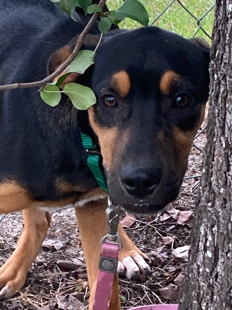 Destiny, an adoptable Hound in Hartsville, SC, 29550 | Photo Image 3