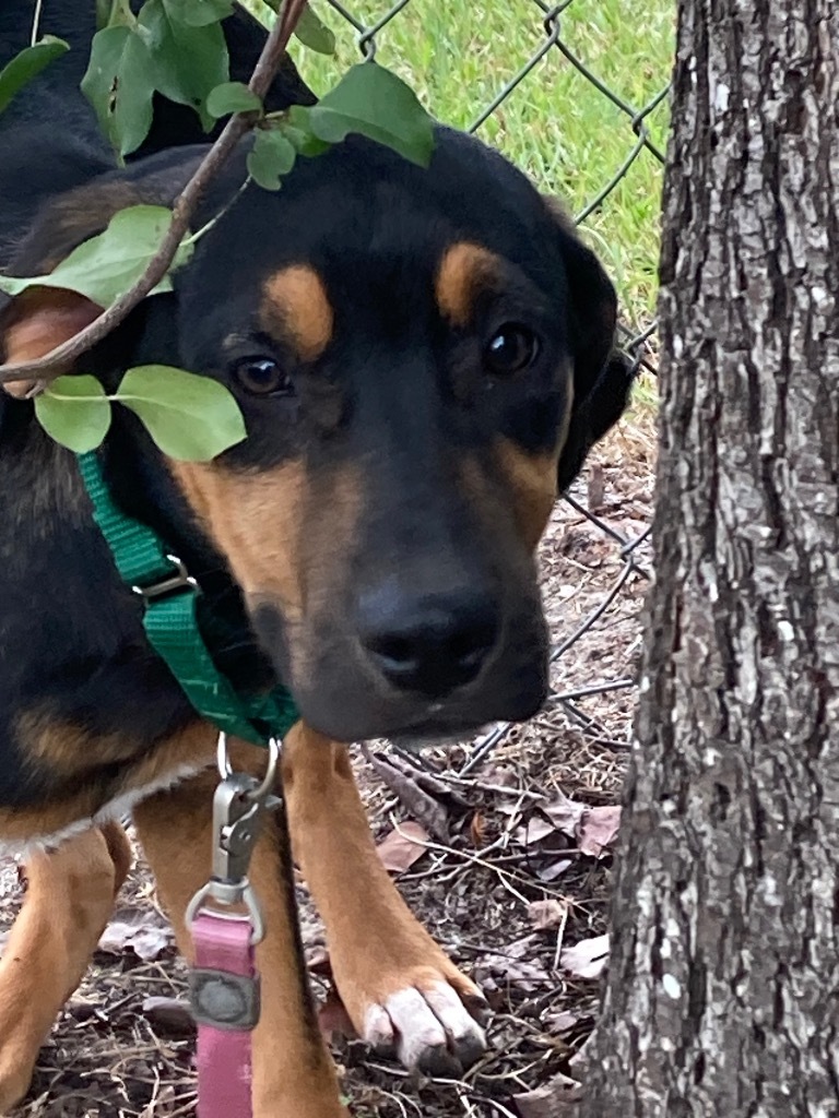 Destiny, an adoptable Hound in Hartsville, SC, 29550 | Photo Image 4