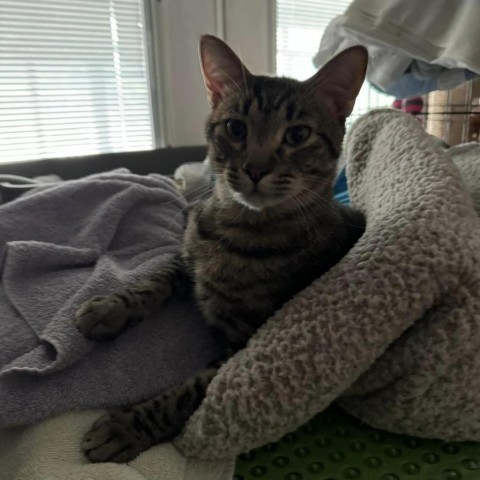 Shell Shock, an adoptable Domestic Short Hair in Wichita, KS, 67278 | Photo Image 2