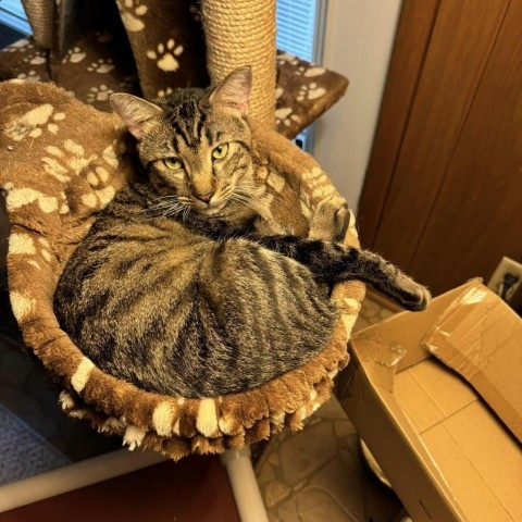 Shell Shock, an adoptable Domestic Short Hair in Wichita, KS, 67278 | Photo Image 2