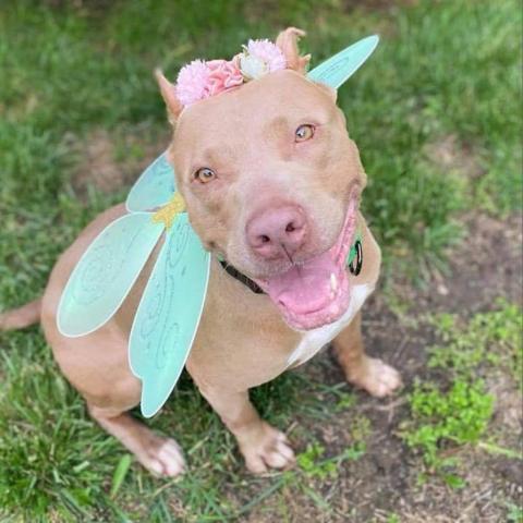 Bellamy, an adoptable Pit Bull Terrier in Wichita, KS, 67278 | Photo Image 1