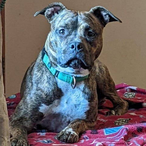 Levy, an adoptable Pit Bull Terrier in Wichita, KS, 67278 | Photo Image 1