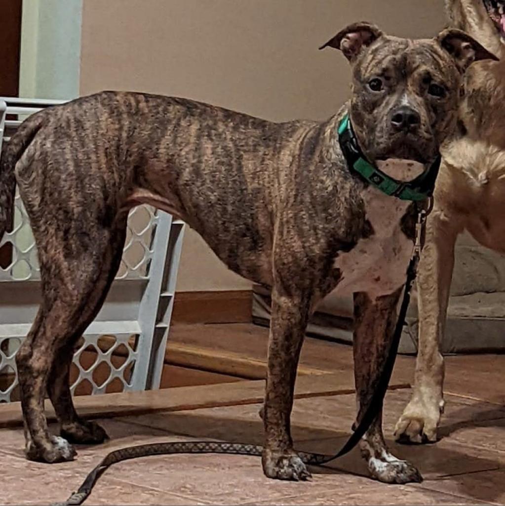 Levy, an adoptable Pit Bull Terrier in Wichita, KS, 67278 | Photo Image 2