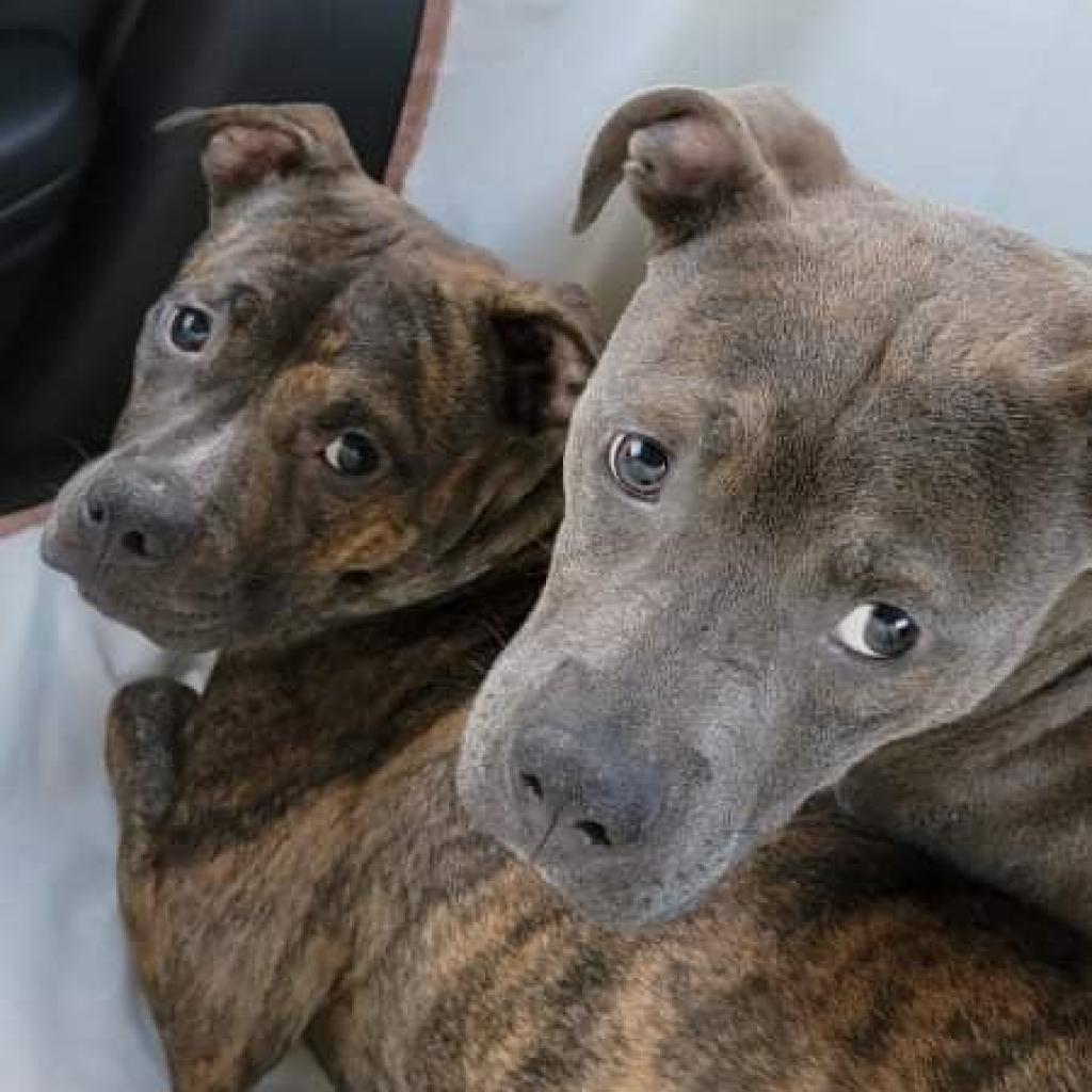 Levy, an adoptable Pit Bull Terrier in Wichita, KS, 67278 | Photo Image 4