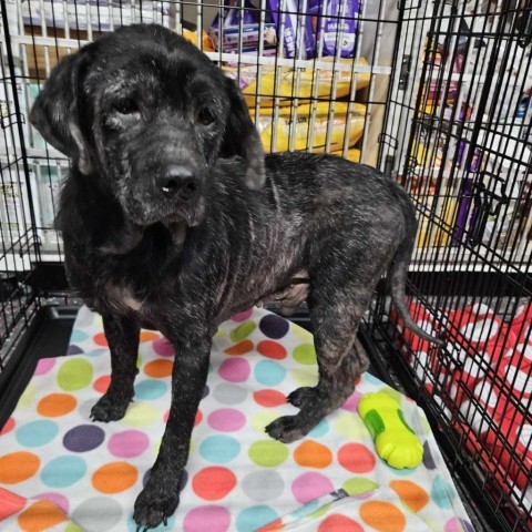 Ben, an adoptable Cocker Spaniel in Wichita, KS, 67278 | Photo Image 1