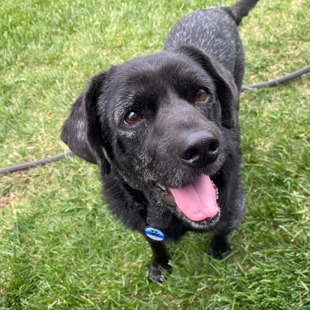 Ben, an adoptable Cocker Spaniel in Wichita, KS, 67278 | Photo Image 1