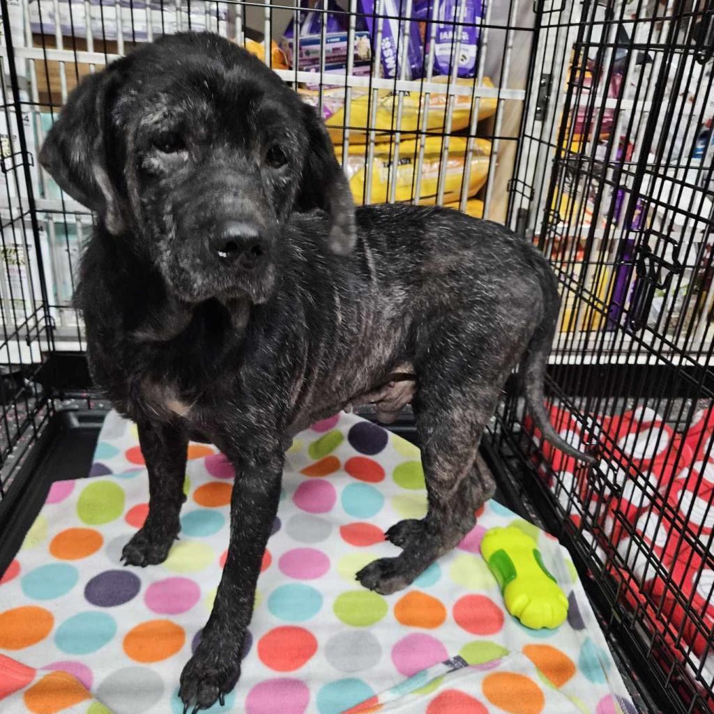 Ben, an adoptable Cocker Spaniel in Wichita, KS, 67278 | Photo Image 2