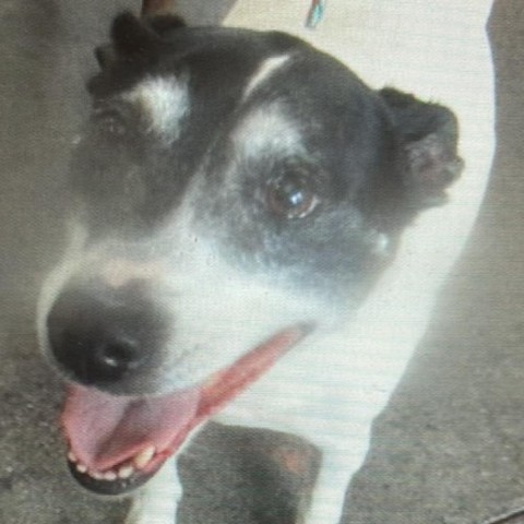 Pixie, an adoptable Rat Terrier in Wichita, KS, 67278 | Photo Image 1