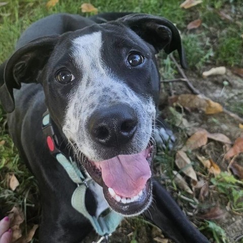 Black Jack, an adoptable Terrier in Wichita, KS, 67278 | Photo Image 1