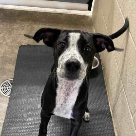 Black Jack, an adoptable Terrier in Wichita, KS, 67278 | Photo Image 2