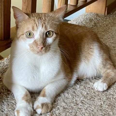 Ranger, an adoptable Domestic Short Hair in Wichita, KS, 67278 | Photo Image 1