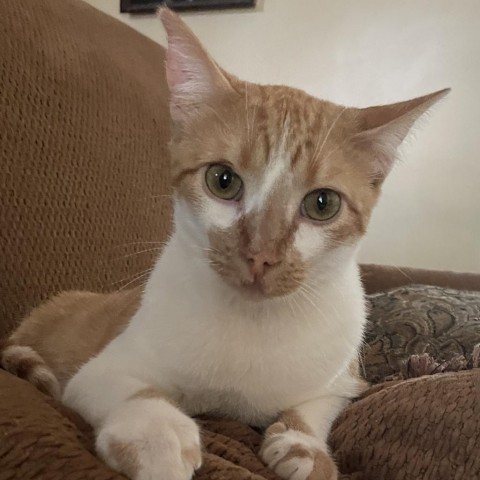 Ranger, an adoptable Domestic Short Hair in Wichita, KS, 67278 | Photo Image 3