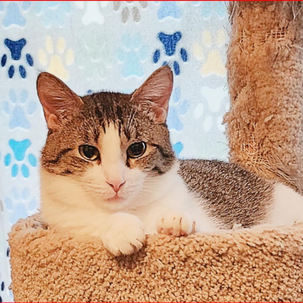 Ava, an adoptable Domestic Short Hair in Wichita, KS, 67278 | Photo Image 2