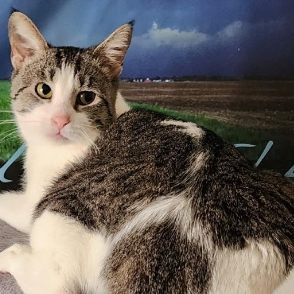 Ava, an adoptable Domestic Short Hair in Wichita, KS, 67278 | Photo Image 3