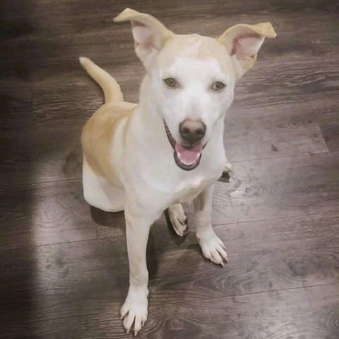 Joplin, an adoptable Yellow Labrador Retriever in Wichita, KS, 67278 | Photo Image 1