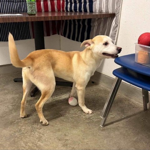 Joplin, an adoptable Yellow Labrador Retriever in Wichita, KS, 67278 | Photo Image 4