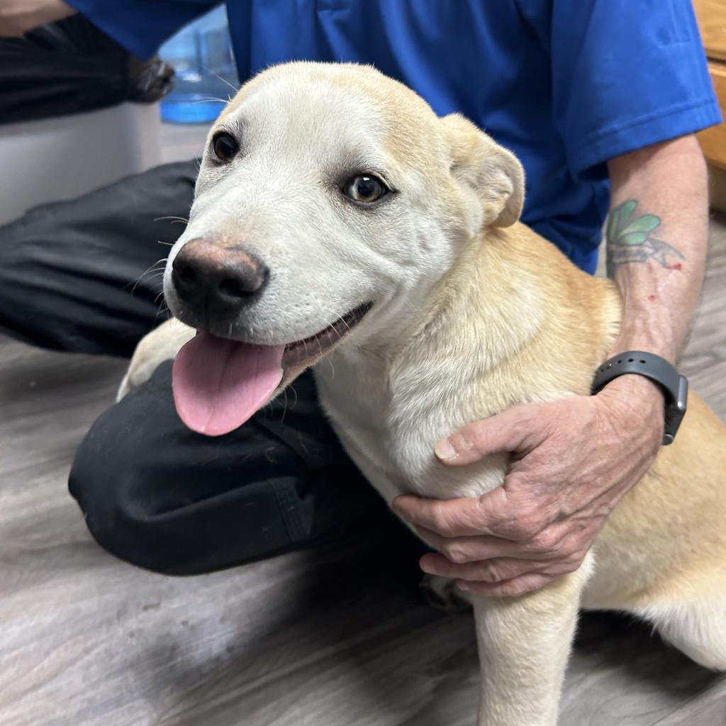 Joplin, an adoptable Yellow Labrador Retriever in Wichita, KS, 67278 | Photo Image 4