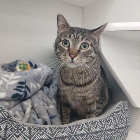 Augustus, an adoptable Domestic Short Hair in Wichita, KS, 67278 | Photo Image 1