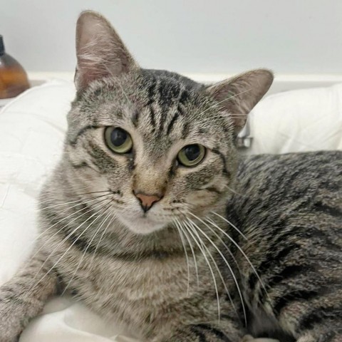 Augustus, an adoptable Domestic Short Hair in Wichita, KS, 67278 | Photo Image 3