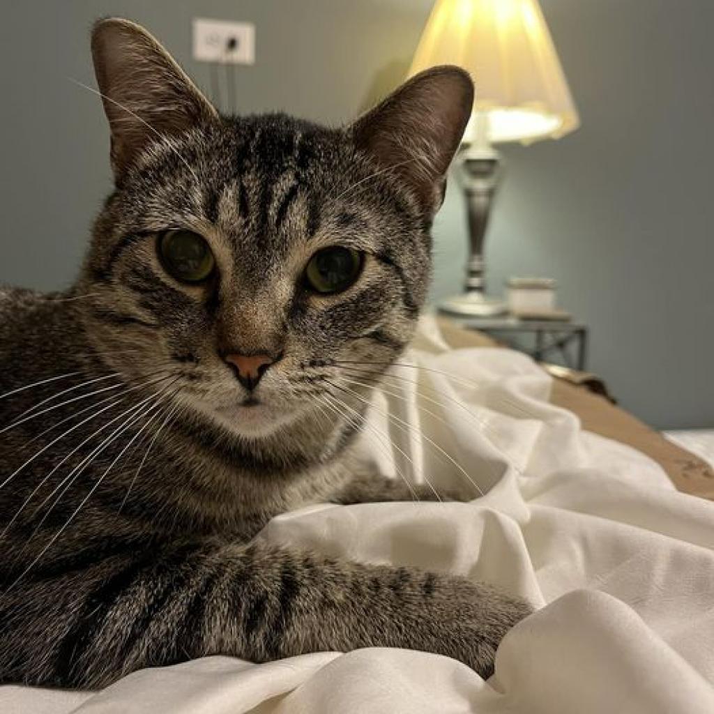 Augustus, an adoptable Domestic Short Hair in Wichita, KS, 67278 | Photo Image 3