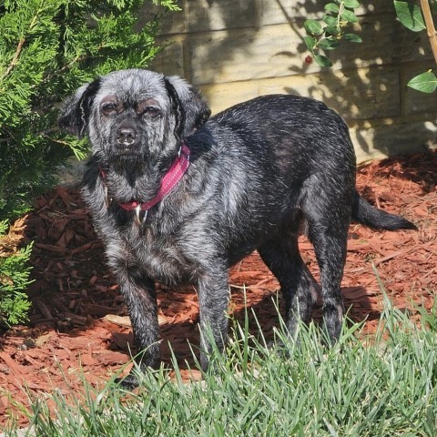 Billie, an adoptable Dachshund in Wichita, KS, 67278 | Photo Image 1