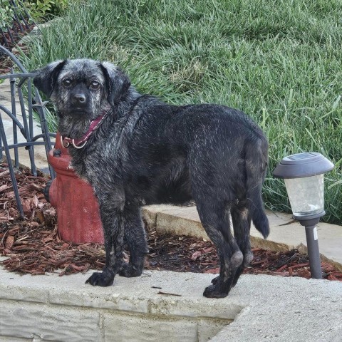 Billie, an adoptable Dachshund in Wichita, KS, 67278 | Photo Image 2