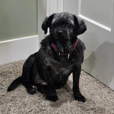 Billie, an adoptable Dachshund in Wichita, KS, 67278 | Photo Image 3