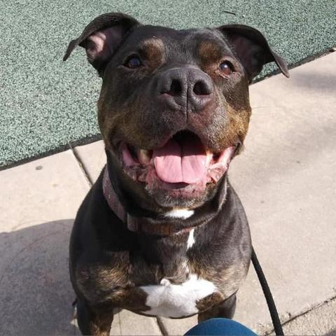 Greyson, an adoptable Pit Bull Terrier in Wichita, KS, 67278 | Photo Image 1