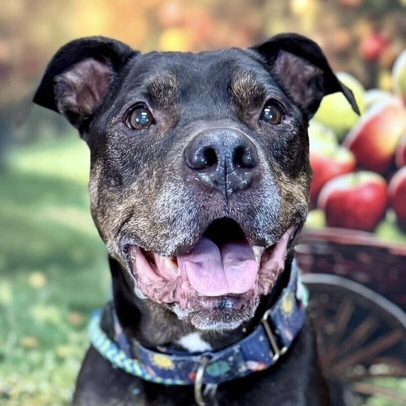 Greyson, an adoptable Pit Bull Terrier in Wichita, KS, 67278 | Photo Image 1