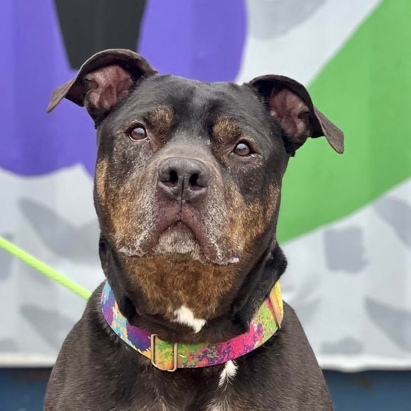 Greyson, an adoptable Pit Bull Terrier in Wichita, KS, 67278 | Photo Image 2