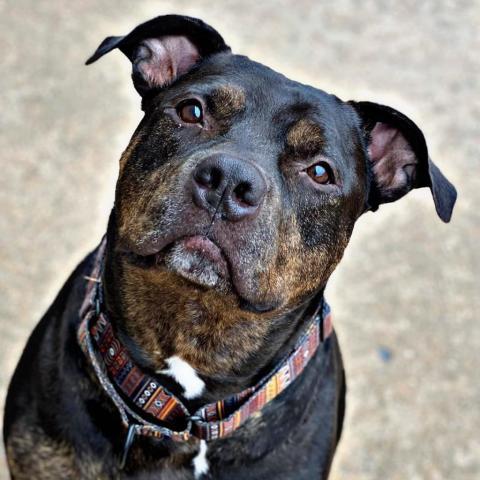 Greyson, an adoptable Pit Bull Terrier in Wichita, KS, 67278 | Photo Image 3