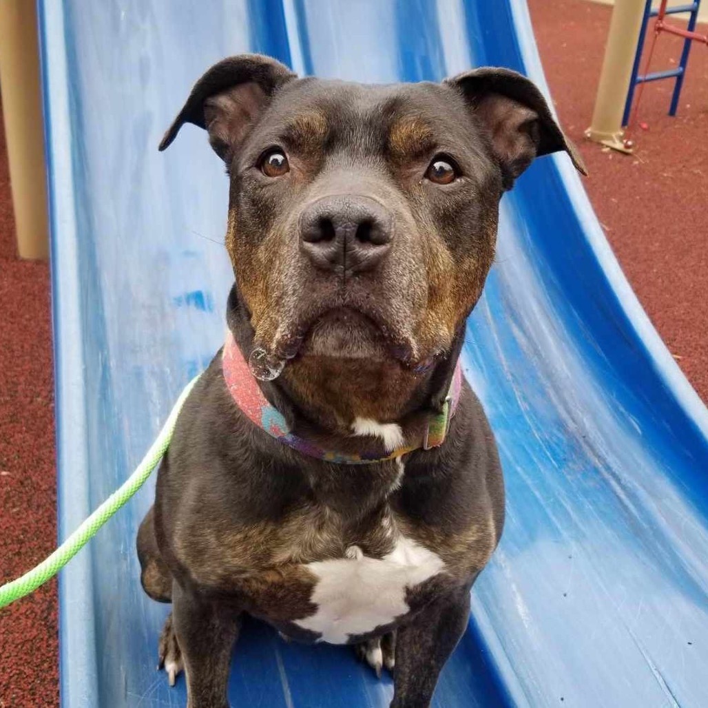 Greyson, an adoptable Pit Bull Terrier in Wichita, KS, 67278 | Photo Image 3